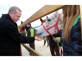 Atları elleriyle besledi