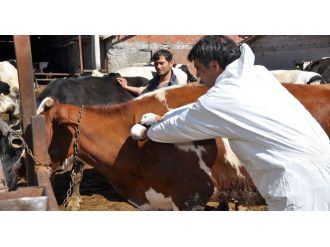 O ilde panik havyan pazarları kapatıldı