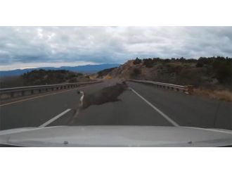 Aniden yola çıktı !