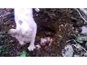 Anne kedi ölen yavrusunu böyle defnetti