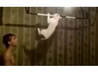 Bu kedi barfiks çekiyor