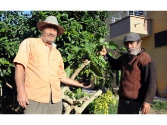 Ağaçta yetiştirdiği patlıcan zehirli çıktı