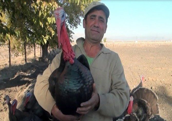 Bunlar Da Organik Hindi