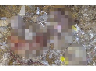 Cenin skandalına 19 bin TL ceza