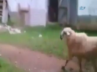 Koyun deyip geçmeyin !