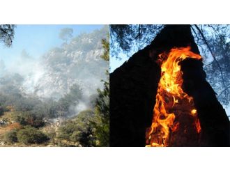 Kış ortasında orman yangını