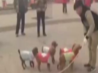 Hem sevimliler hem de yetenekli