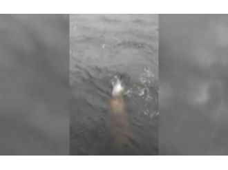 Koca bir balık yakaladığını sandı fakat…