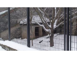 Cinayete neden olan köpekleri de alıp gittiler