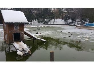 Hayvanlar donma tehlikesi geçirdi