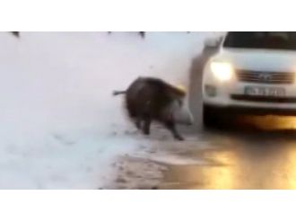 Yola inen domuza otomobil çarptı