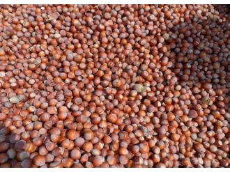 Türkiye fındık ihracatına hızlı girdi