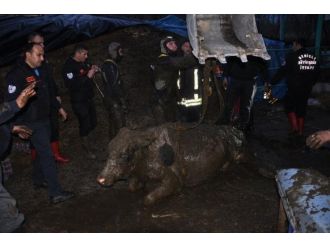 Dalgıç kıyafetiyle inek kurtarma operasyonu