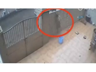 Saldırgan köpekleri böyle çaldılar