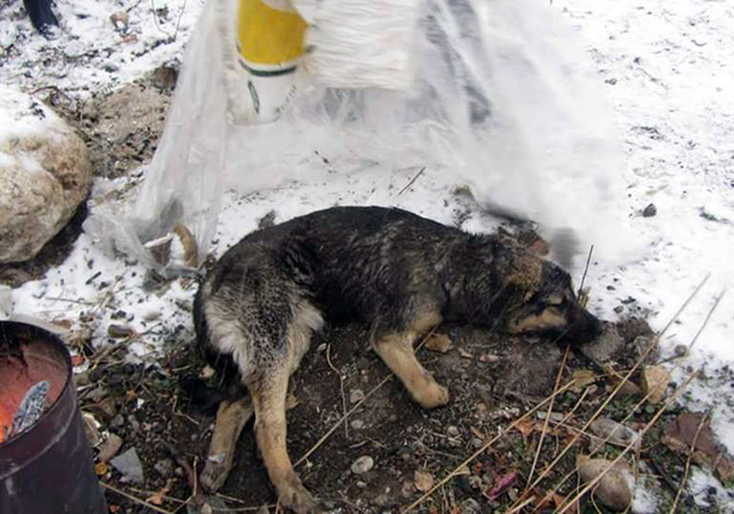 Yaralı Hayvana Anında Müdahale