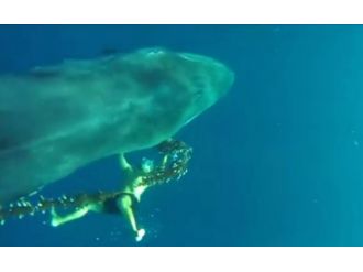 Kahraman dalgıç dev balinayı ölümden kurtardı