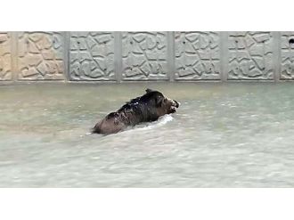 Avcıların elinden kurtulan domuzu, vatandaşlar vurdu