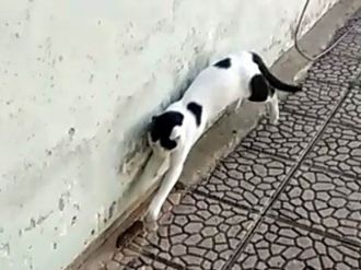 Kedi fareyle dakikalarca oynadı