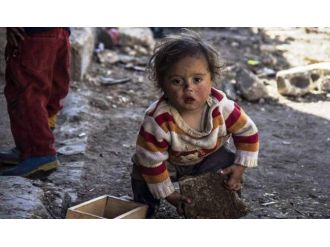 Ölmemek için ot, kedi ve köpek yiyorlar!