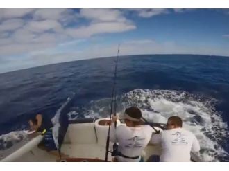 Okyanusta kılıç balığı avı