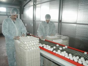 Kafessiz Kümeslerde Yumurta Üretimi