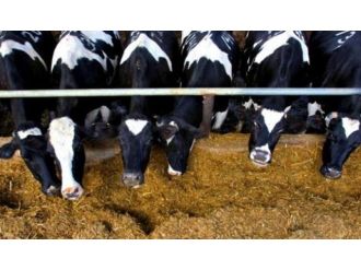 Süt üretimi arttı