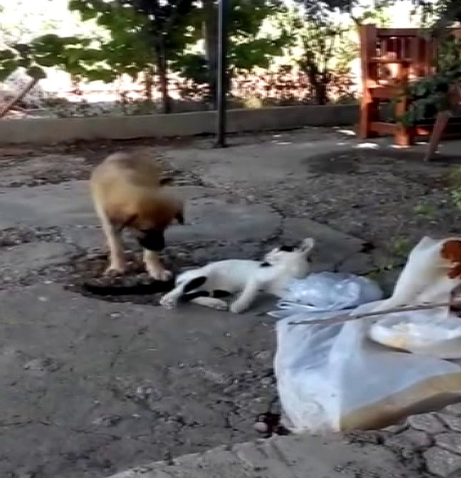 Kedi ile köpeğin ilginç dostluğu