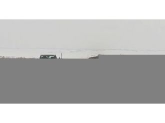 Domuz sürüsü karayoluna çıktı