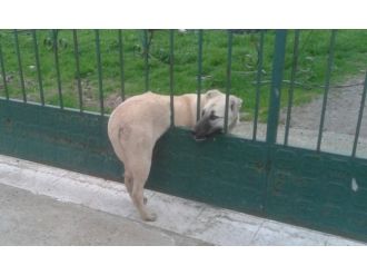 Parmaklıklara sıkışan köpeği itfaiye kurtardı