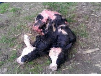 Çift başlı buzağı görenleri hayrete düşürdü