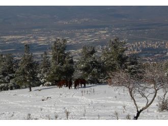 İşte Türkiye’nin Dovus’u Spil
