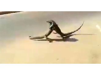 Dev kertenkeleler caddede kapıştı !