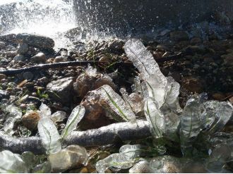 Süs bitkileri bile buz tuttu