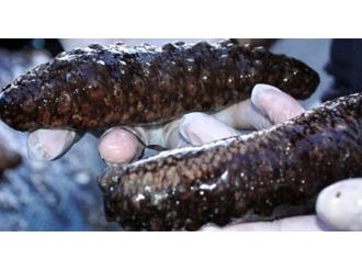 Ayvalık’ta 910 kilogram deniz patlıcanı ele geçirildi