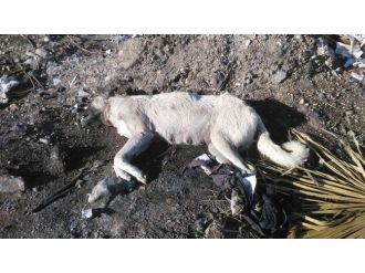 Bunu yapan insan olamaz