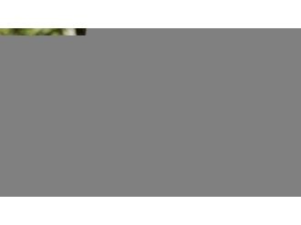 Fabius:’Suriye görüşmeleri siyasi geçişi korumalı’