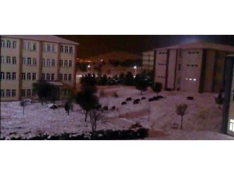 Aç kalan domuz sürüsü kampüse indi