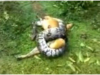 Zavallı köpeği dev pitonun elinden kurtardı