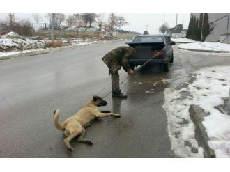 Başkent’te hayvanseverleri ayağa kaldıran görüntü