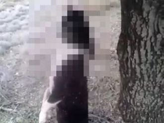 Tüyler ürperten görüntü