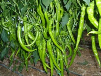 Zam Şampiyonu Sivri Biber