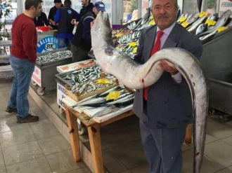 Bu balık Marmara’dan çıktı