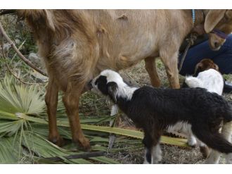 Şaka değil gerçek: Keçi kuzu doğurdu