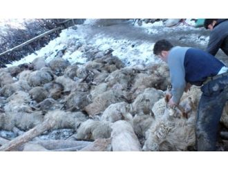 Ahır çöktü: 110 koyun telef oldu