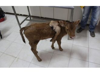 Afyonkarahisar’da 5 ayaklı buzağı doğdu