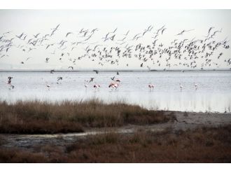 Burası da flamingo cumhuriyeti