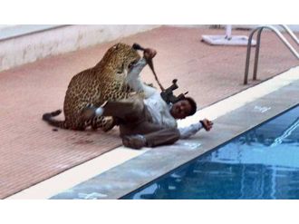 Leopar okula girdi: 6 yaralı