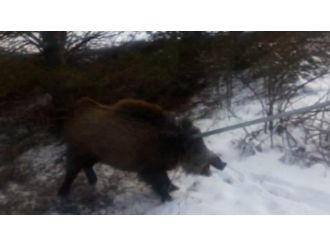 Üniversitede yaralı domuz yakalandı