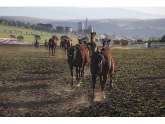 Milyon dolarlık atlara daha yakından bakmak artık mümkün