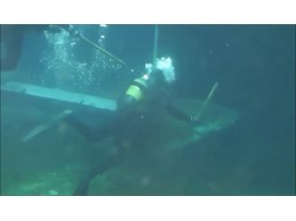 Akvaryumda köpek balığı dehşeti